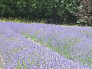 Folgate Lavender June 6
